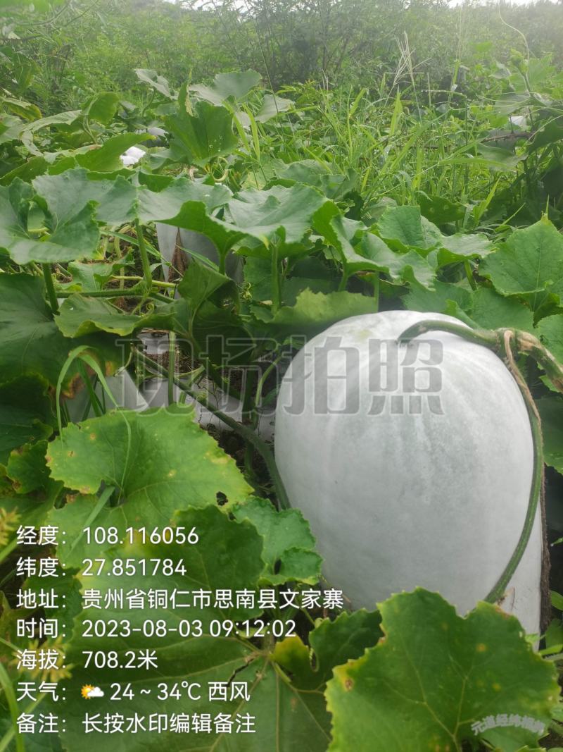 新苗文昌中高水桶瓜品种