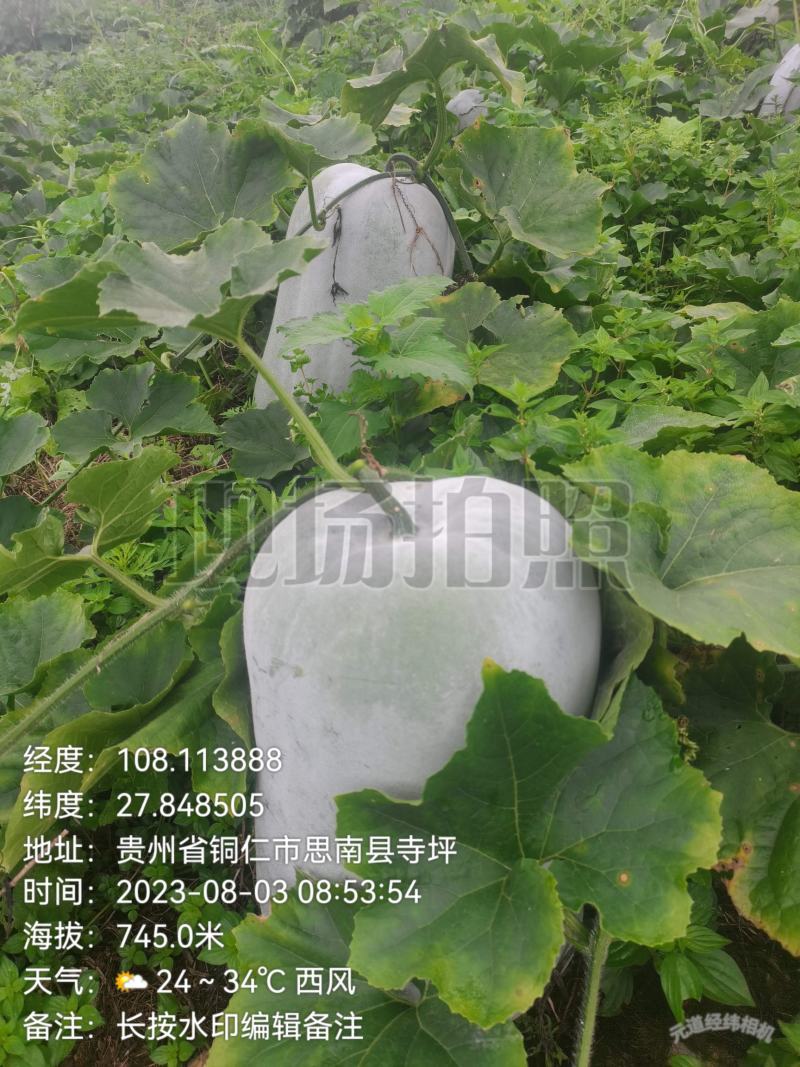 新苗文昌中高水桶瓜品种