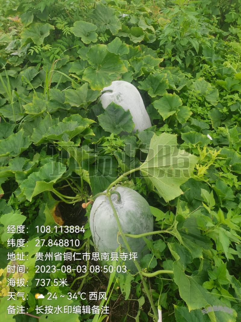 新苗文昌中高水桶瓜品种