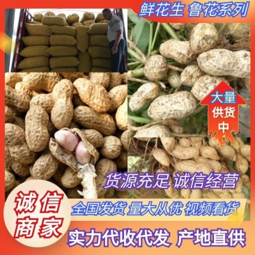 鲜花生鲁花系列小白沙产地一手货源电筛人工挑选