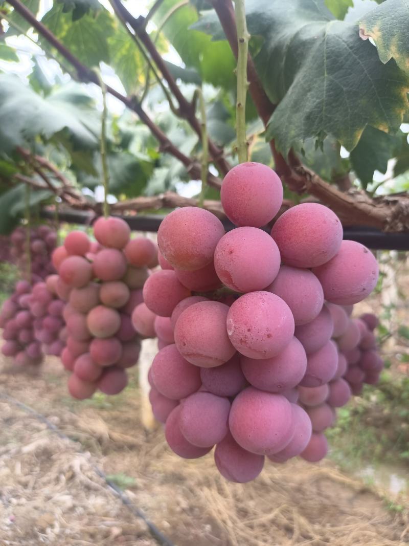 妮娜皇后葡萄基地直供，品质好价格优，欢迎订购