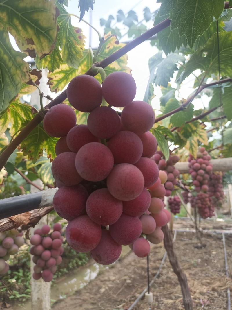 妮娜皇后葡萄基地直供，品质好价格优，欢迎订购