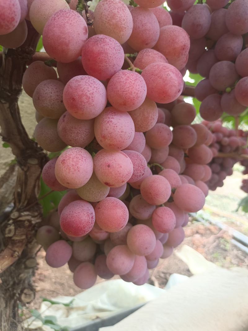 妮娜皇后葡萄基地直供，品质好价格优，欢迎订购