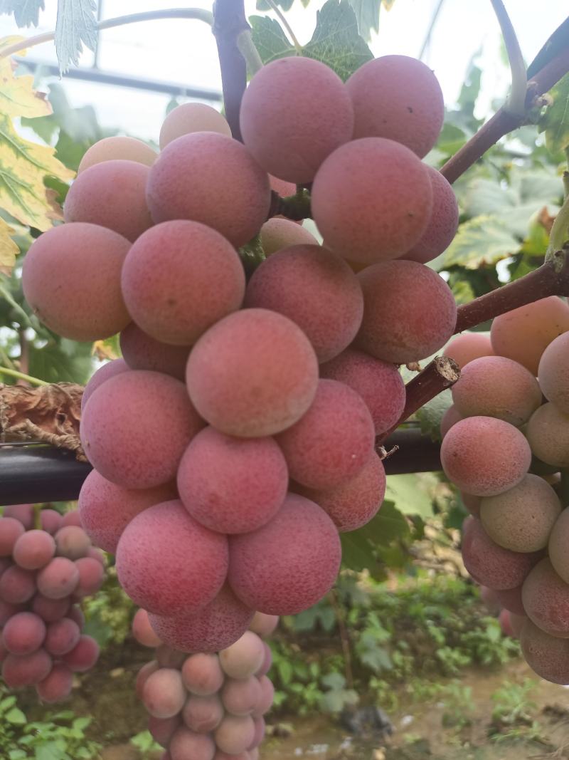 妮娜皇后葡萄基地直供，品质好价格优，欢迎订购