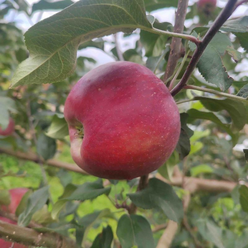 精品华硕苹果四川凉山产地直发一手货源量大从优
