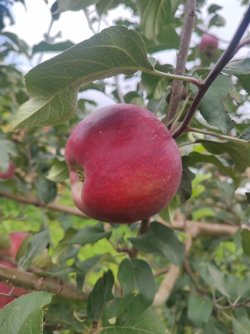 精品华硕苹果四川凉山产地直发一手货源量大从优