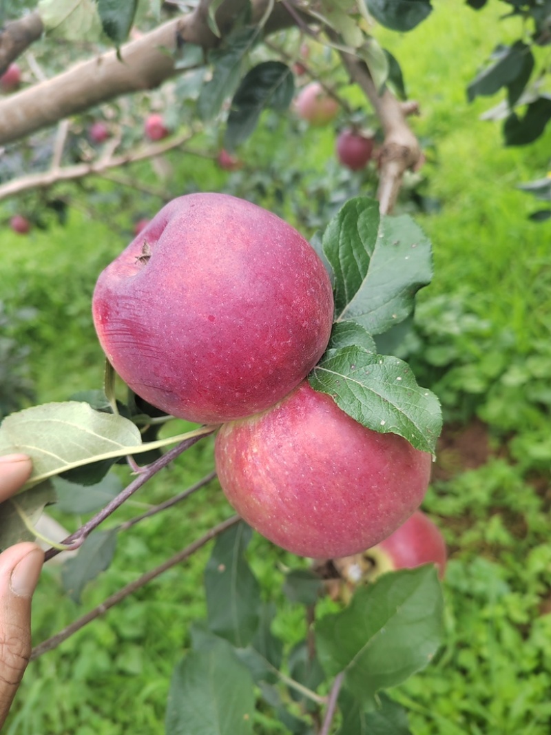 精品华硕苹果四川凉山产地直发一手货源量大从优