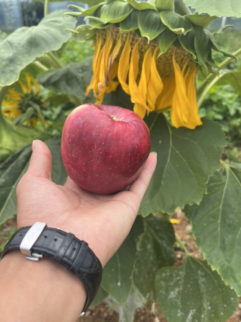 红露苹果大量上市，口感越来越好，颜色也越来越好了