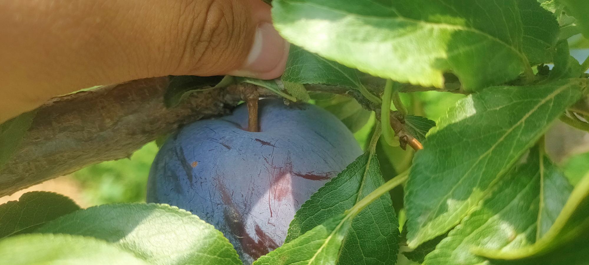 黑宝石李子果实特写,深紫色果皮,果肉饱满 黑宝石李子果实特写