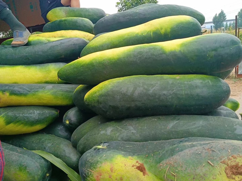 冬瓜干成品特写