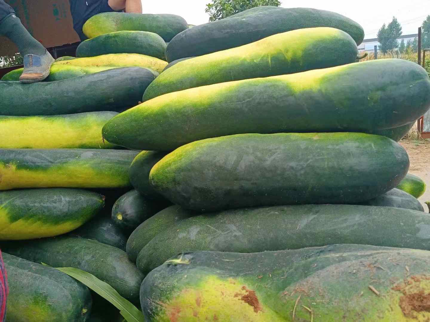 冬瓜与土豆并排摆放的特写照片