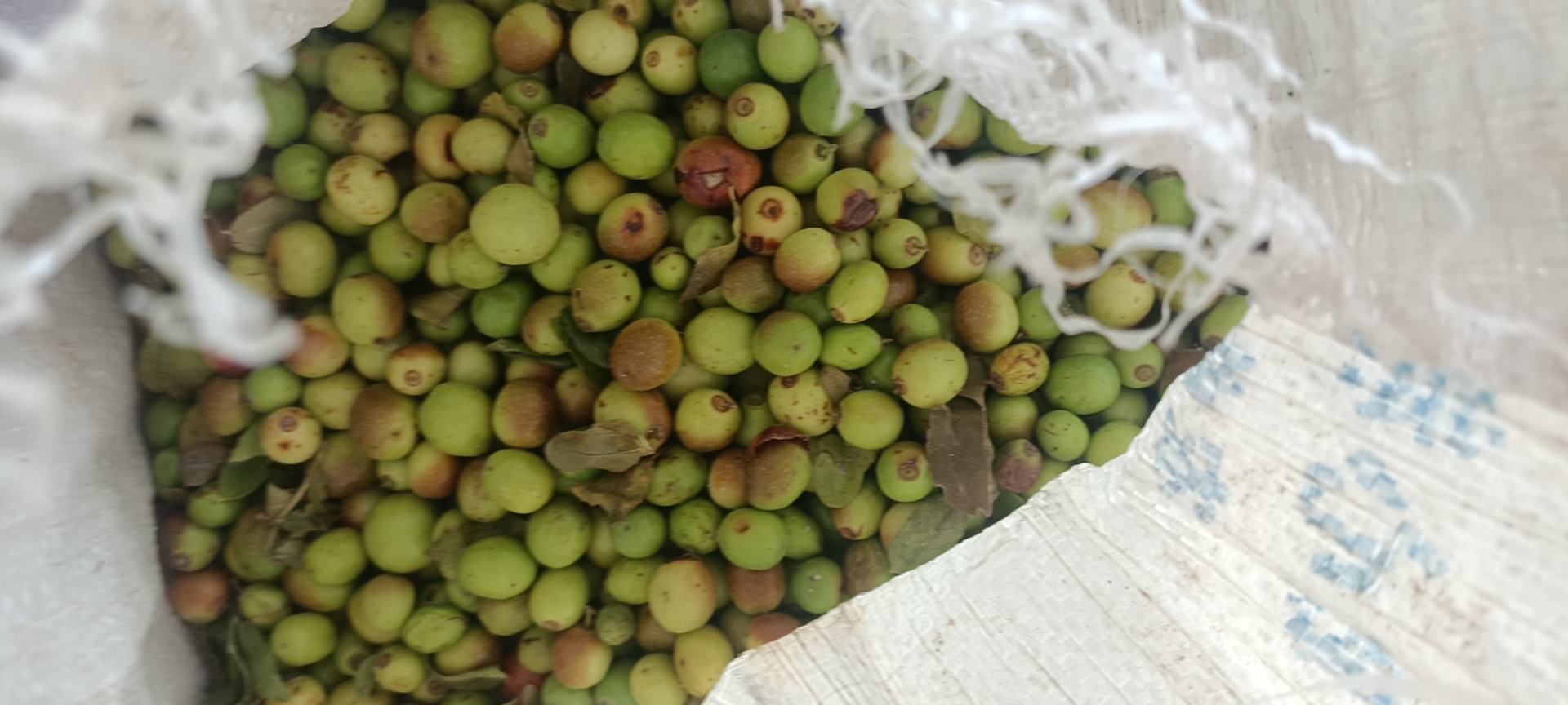 朝阳脆枣变质对比图