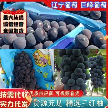 巨峰葡萄辽宁葡萄规格齐全糖度高中等颗粒发全国市场