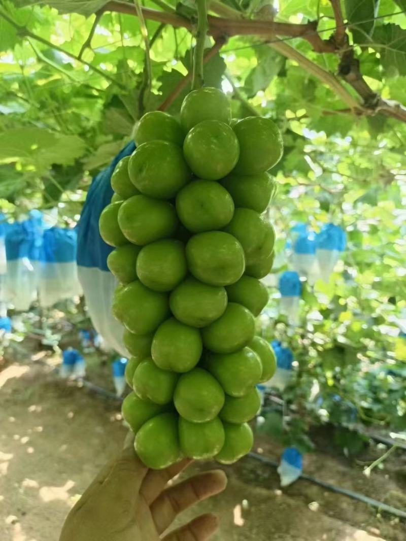 阳光玫瑰辽南葡萄规格齐全价格便质量好支持代发