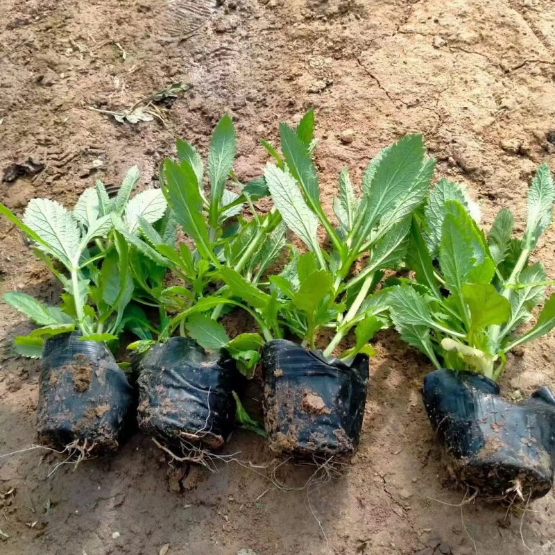 柳叶马鞭草，种植基地，马鞭草产地直发，大量供应