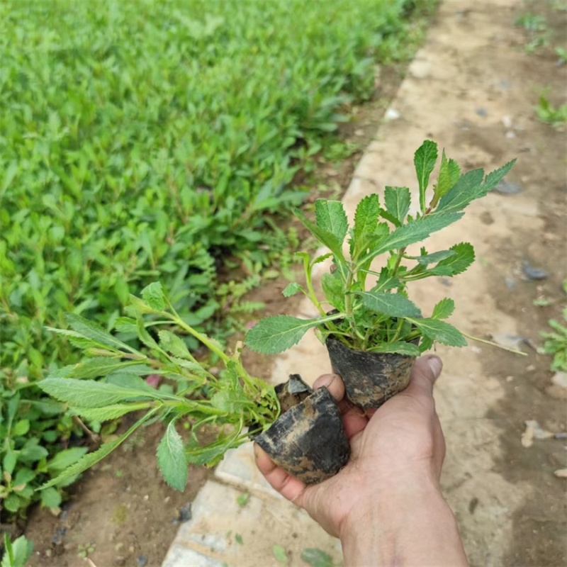 柳叶马鞭草，种植基地，马鞭草产地直发，大量供应