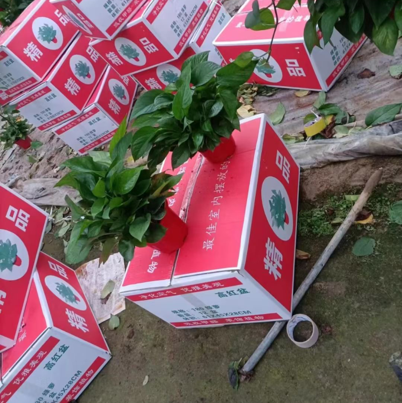 绿箩基地直销