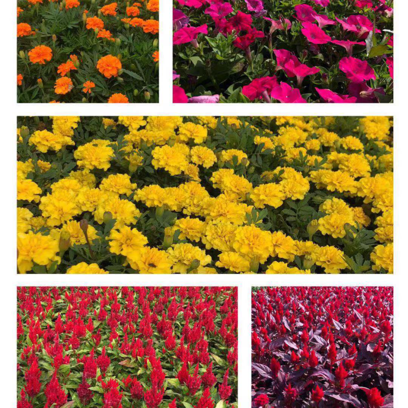 草花基地直销
