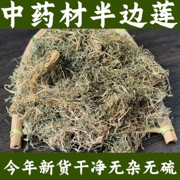 广西野生半边莲中草药半边连细米草半边花新货干中药材5
