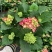 草花基地直销