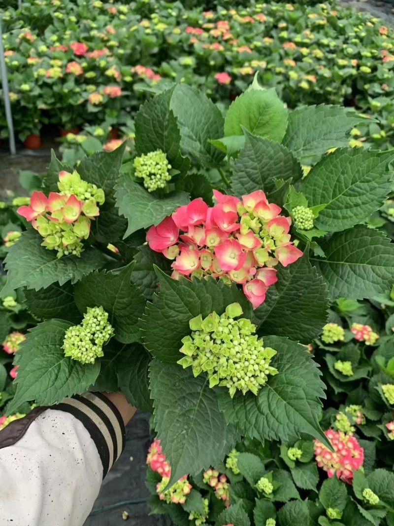 草花基地直销