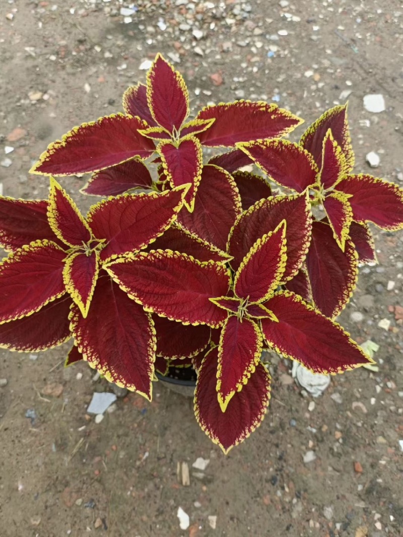 草花基地直销