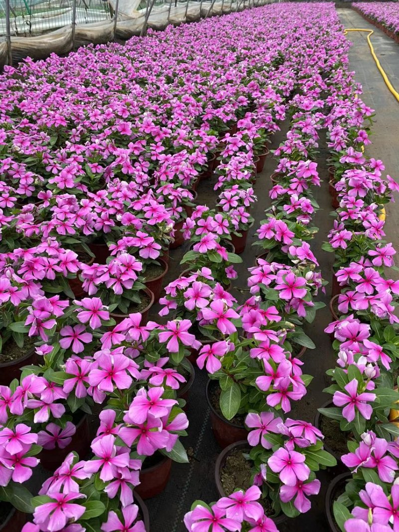 草花基地直销
