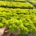草花基地直销