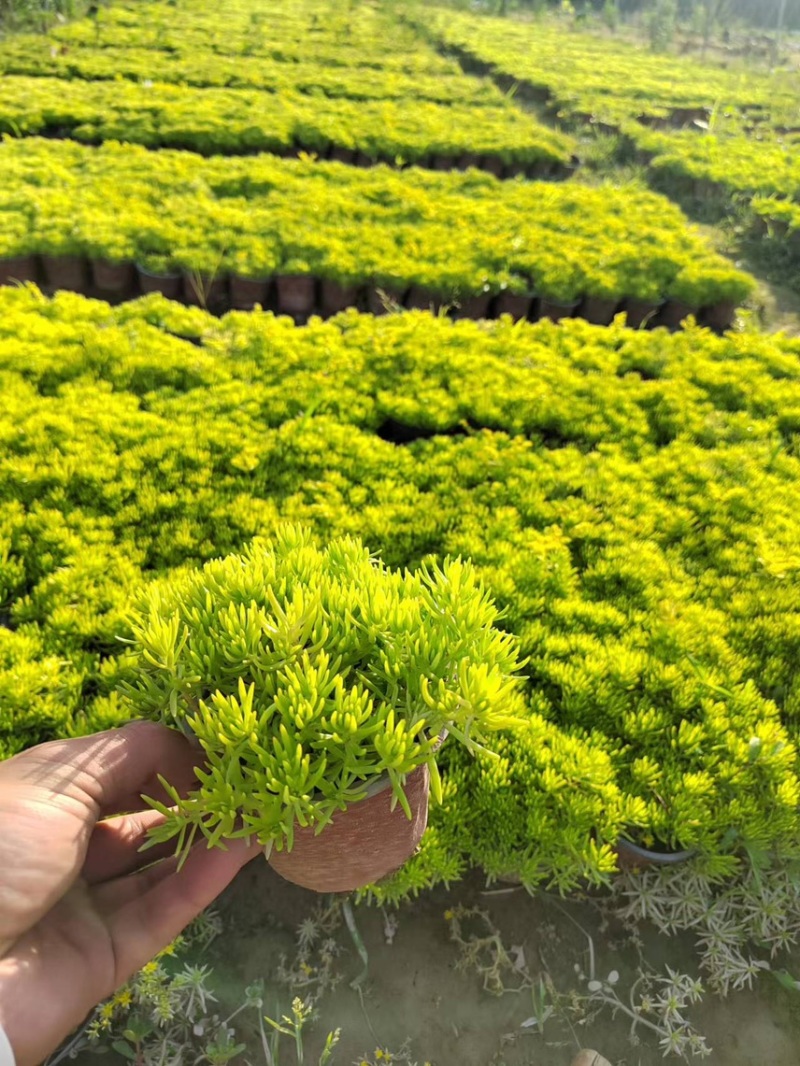 草花基地直销