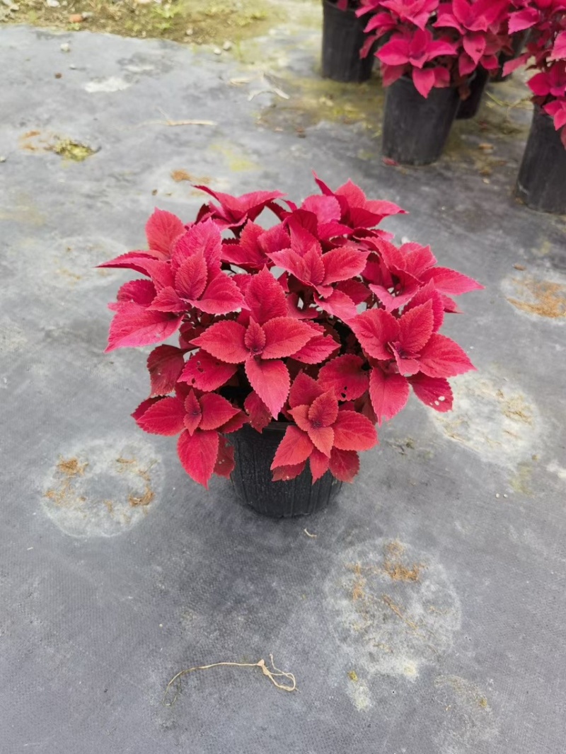 草花基地直销