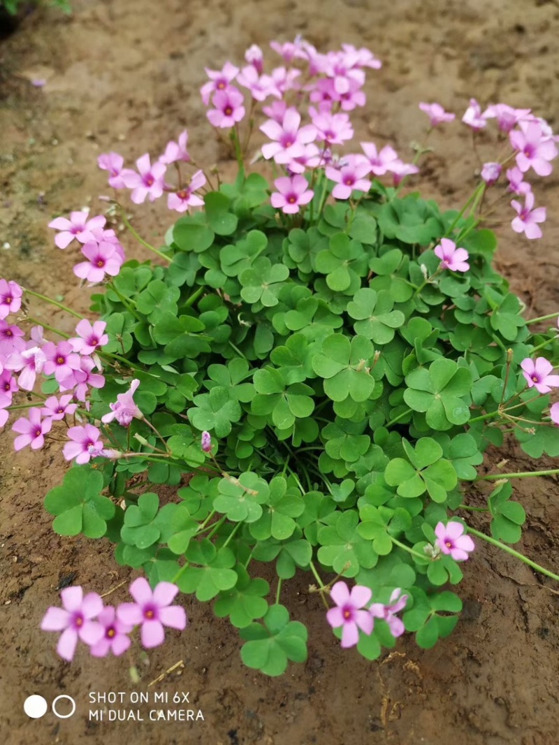 草花基地直销