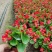 草花基地直销