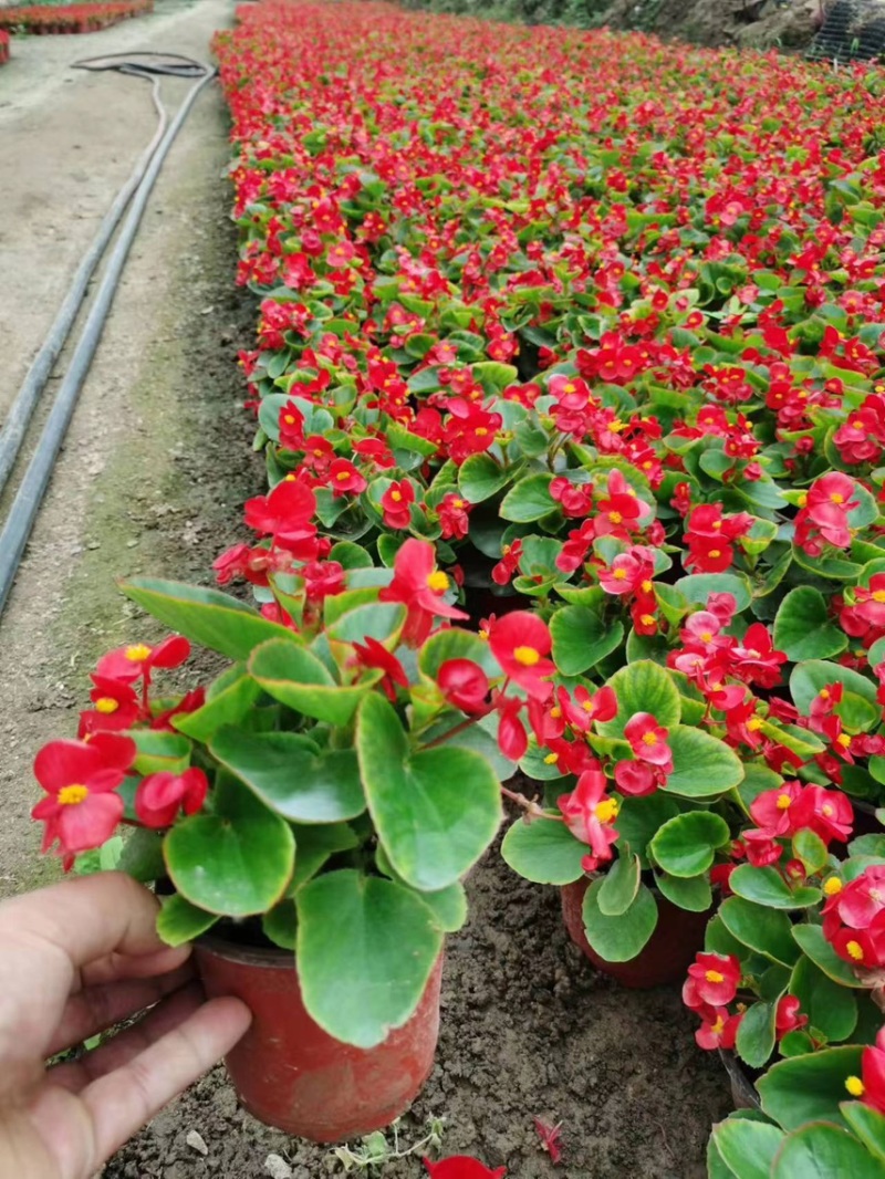 草花基地直销