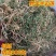 广西野生半边莲中草药半边连细米草半边花新货干中药材5