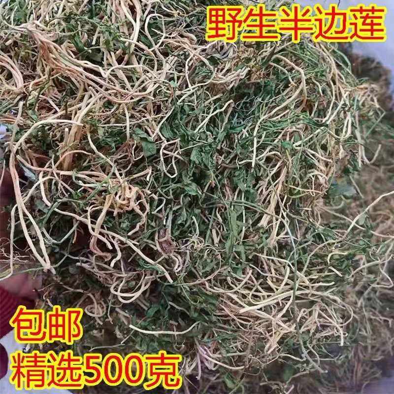 广西野生半边莲中草药半边连细米草半边花新货干中药材5