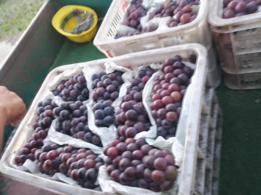 夏黑葡萄市场销售图