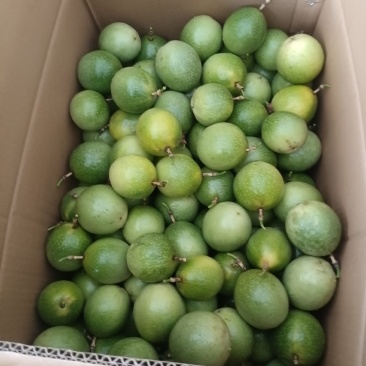 黄金百香大量上市