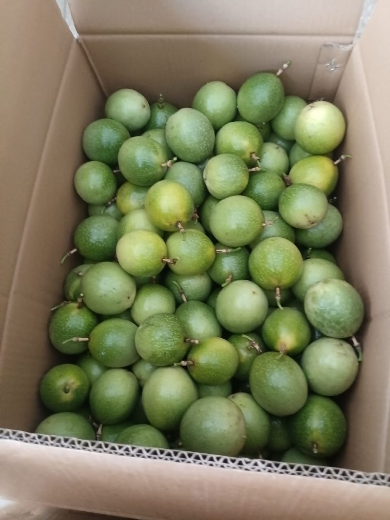 黄金百香大量上市