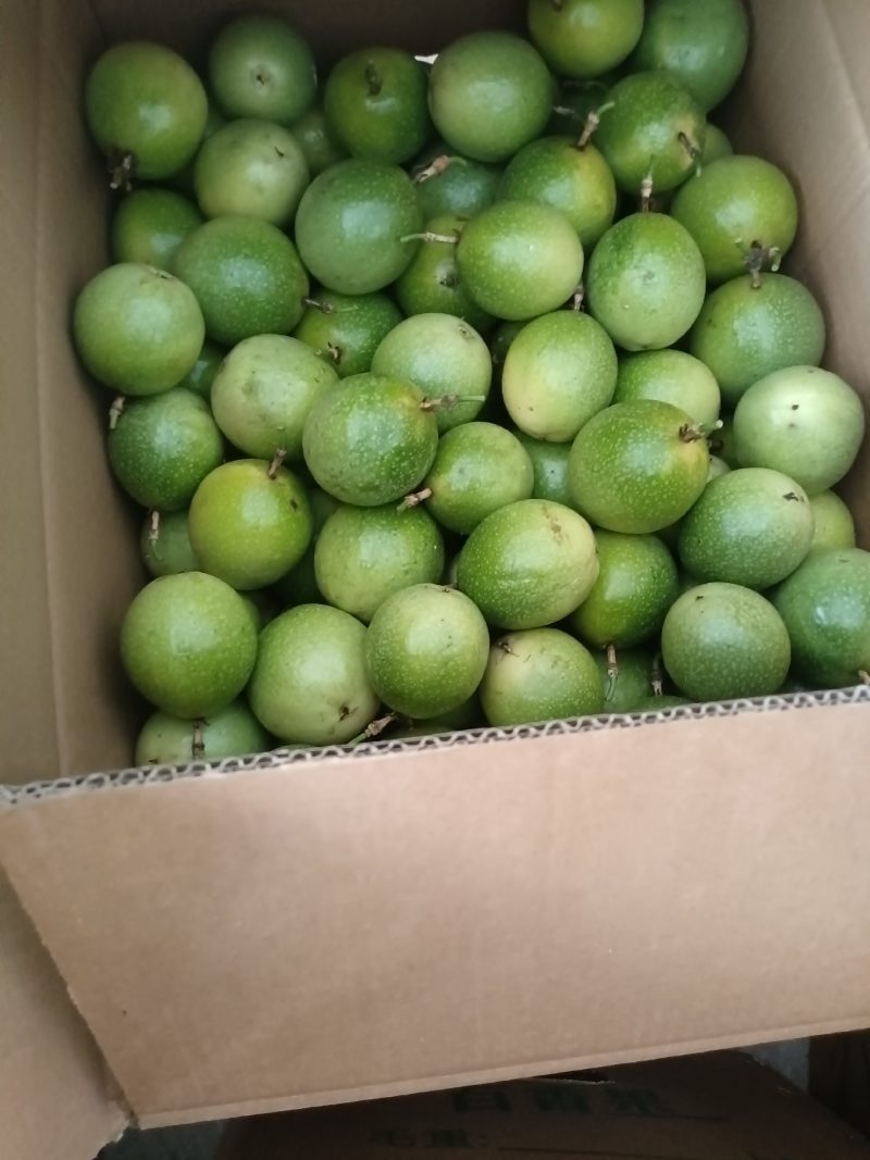 黄金百香大量上市