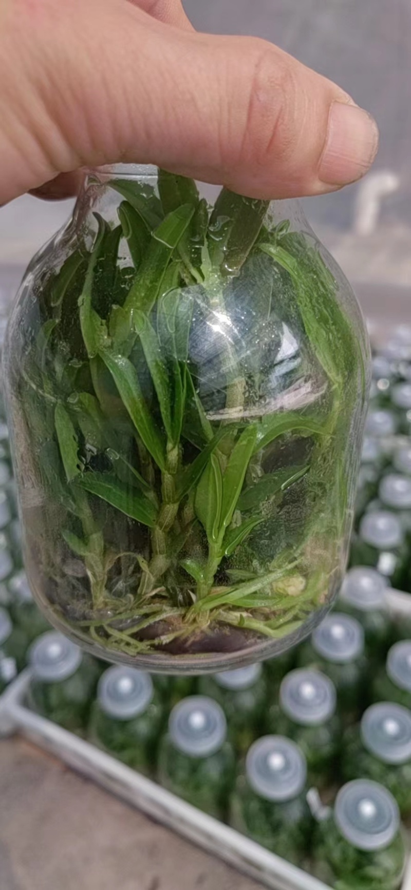 【优质】铁皮石斛苗，品质保证，量大从优，可视频看货