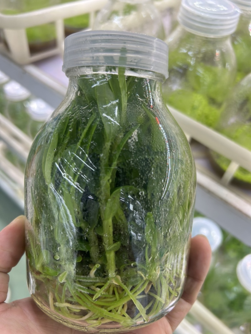 【优质】铁皮石斛苗，品质保证，量大从优，可视频看货