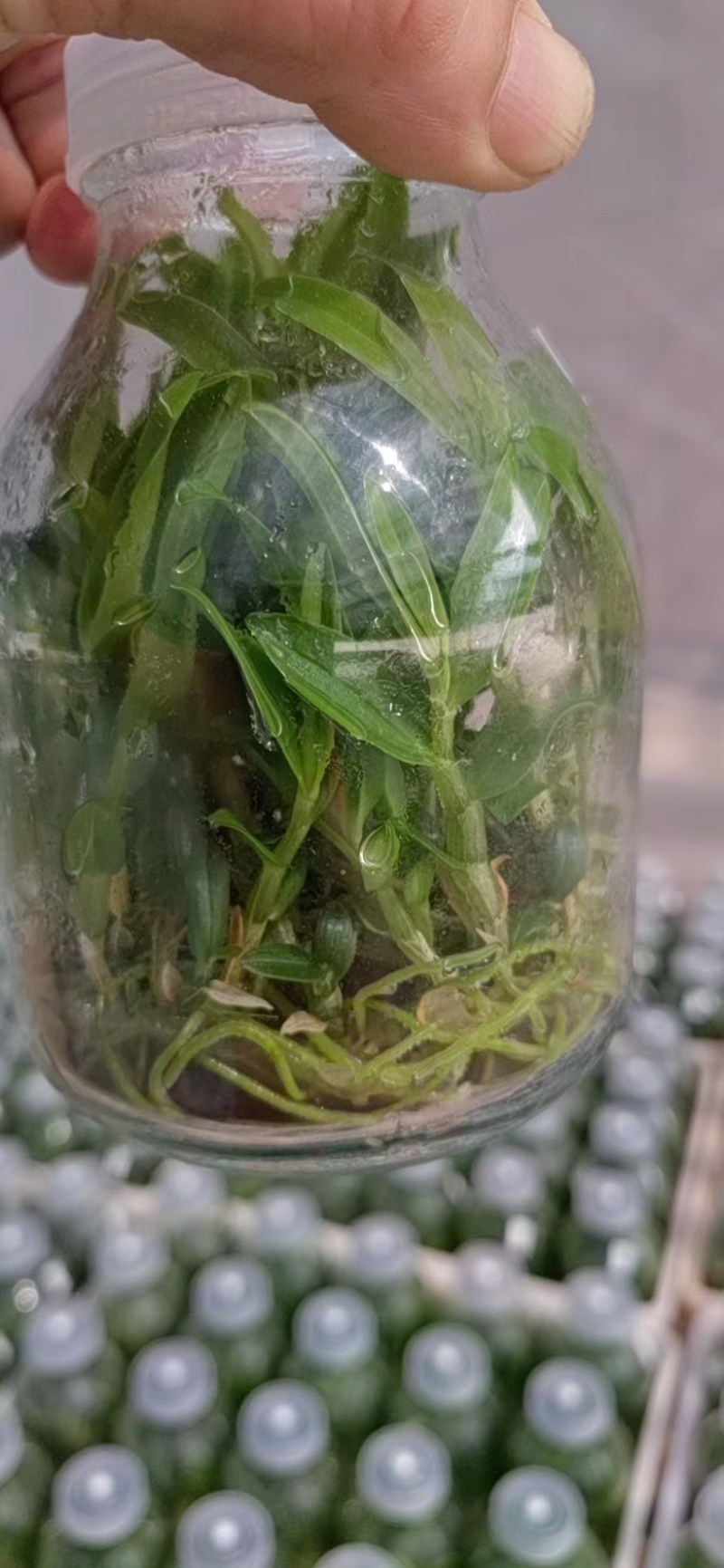 【优质】铁皮石斛苗，品质保证，量大从优，可视频看货