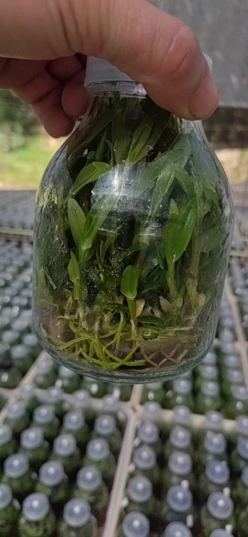 【优质】铁皮石斛苗，品质保证，量大从优，可视频看货