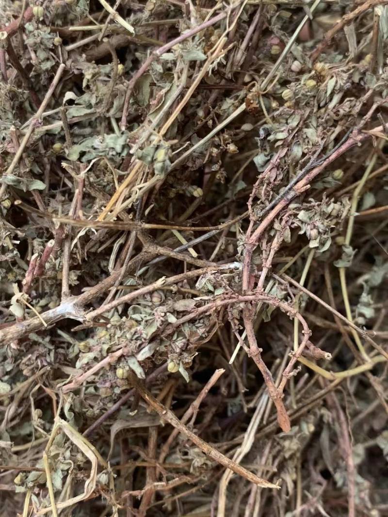 地锦草【包邮】三斤起发货可批量可零售量大从优