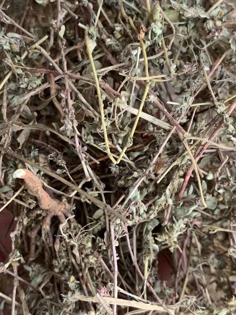 地锦草【包邮】三斤起发货可批量可零售量大从优