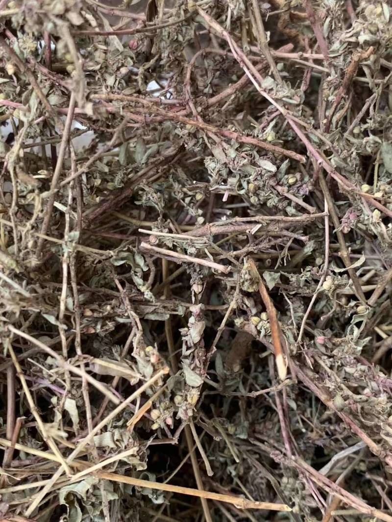 地锦草【包邮】三斤起发货可批量可零售量大从优