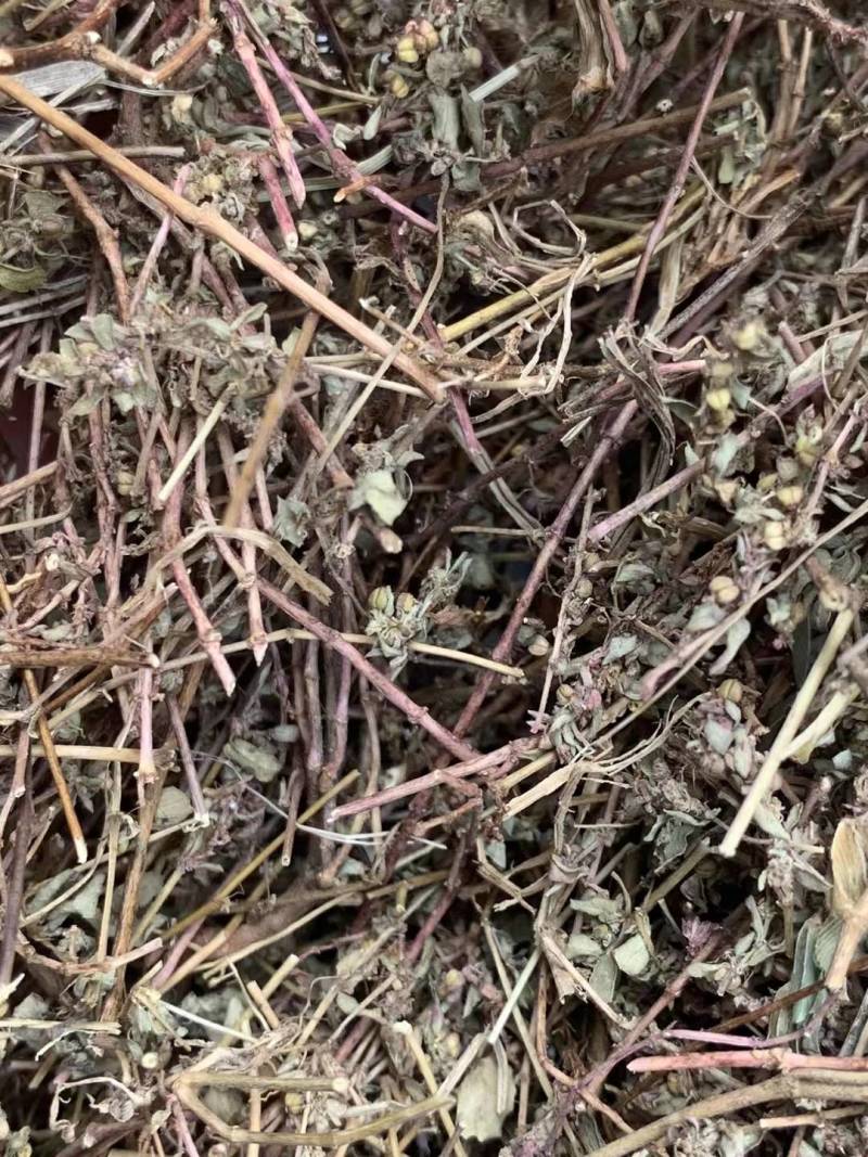 地锦草【包邮】三斤起发货可批量可零售量大从优