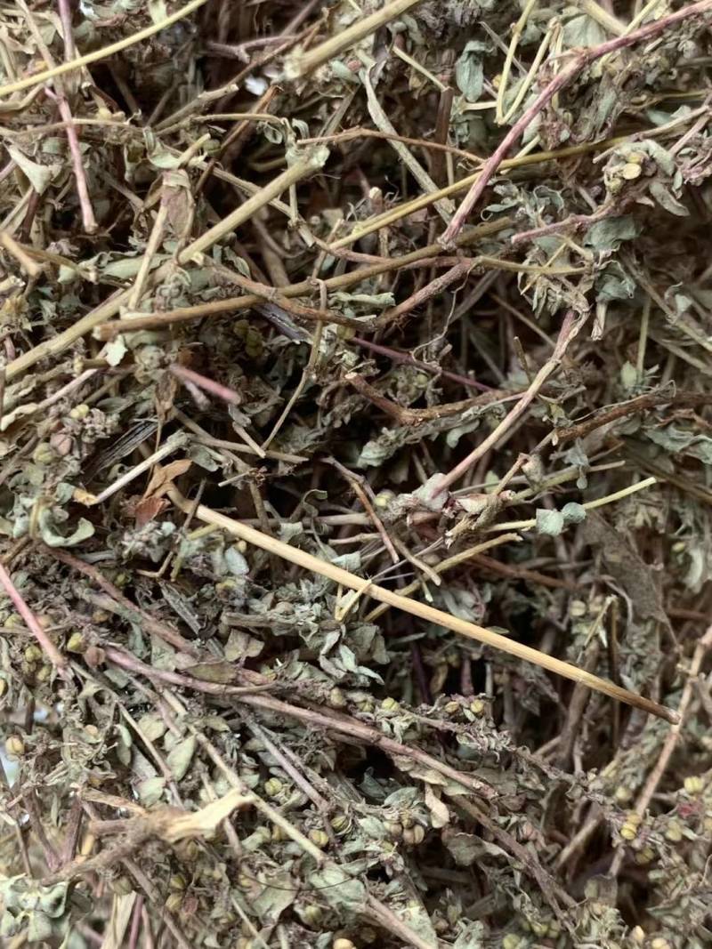 地锦草【包邮】三斤起发货可批量可零售量大从优