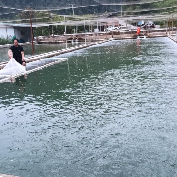 出售山麻鱼