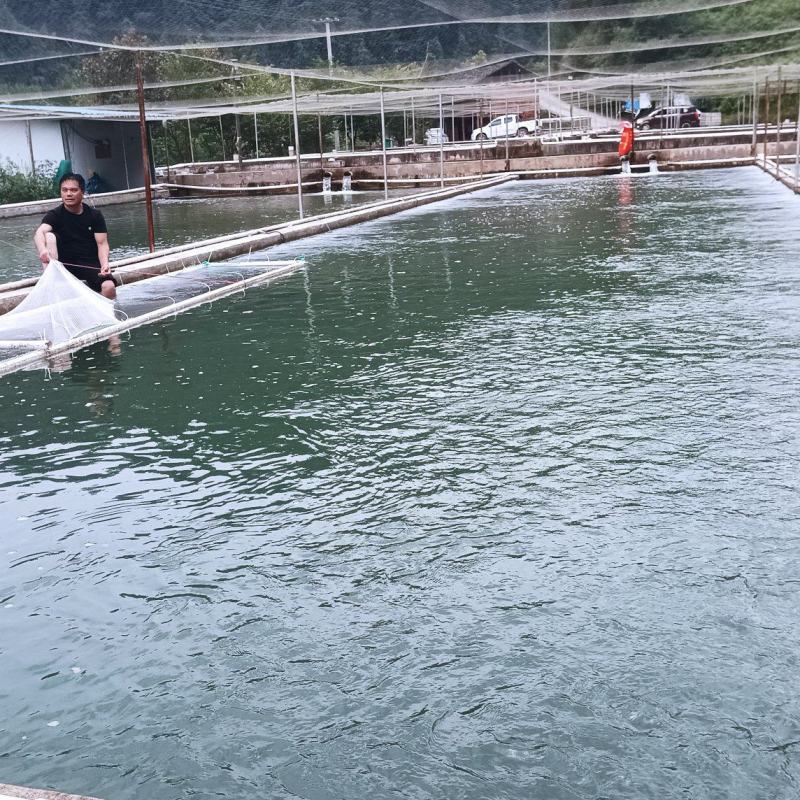 出售山麻鱼